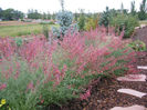 Hyssop-Sunset,_Agastache_rupestris
