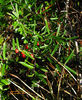 Ilex_myrtifolia_web