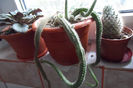 Cactus coada sobolanului(Aporocactus Flagelliformis)