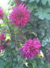 Imag029