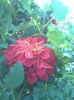 Imag030