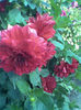 Imag033