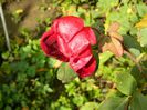 DSCN4224