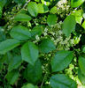 Ilex_Opaca_male_bloom_web