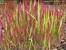 imperata_cylindrica_red_baron_small_02