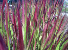 Imperata-cylindrica-Japanese-Blood-Grass