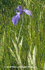 Iris%20laevigata%20