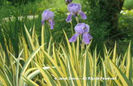 Iris%20pallida%20