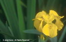 Iris%20pseudacorus