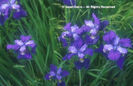 Iris%20sibirica%20