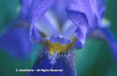 Iris%20x%20germanica%20
