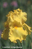Iris%20x%20germanica%20
