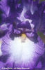 Iris%20x%20germanica%20