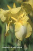 Iris%20x%20germanica%20