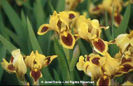 Iris%20x%20germanica%20