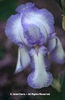 Iris%20x%20germanica%20