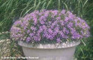 Isotoma%20fluviatilis