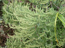 Iva_frutescens_Marsh_Elder_Hightide_Bush_close-up_web