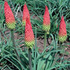 kniphofia_traffic_lights_2