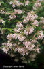 Kolkwitzia%20amabilis