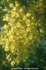 Laburnum%20x%20watereri%20