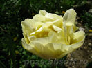 Lalea_galbena_batuta_-_Montreux