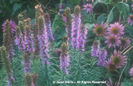Liatris%20pycnostachya