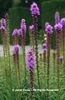 Liatris%20spicata%20