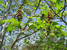 Liquidambar_styraciflua_in_bloom_Apr_2011_web