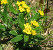 Lithospermum_canescens_leaves