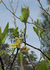 Litsea_aestivalis_in_bloom_Croatan_field_trip_2013_4.28_028_web_cropped__resized