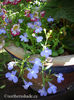 lobelia-erinus-regatta-sky-blue-trailing-flowers
