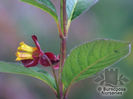 Lonicera_ledebourii_01_5389