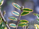 lonicera_nitida_lemon_beauty_5341