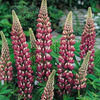 lupine_the_chatelaine_2