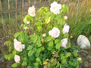 2013-mai-P1220878=Crocus Rose