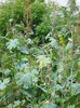Macleaya%20microcarpa