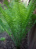 matteuccia-struthiopteris