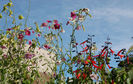 nicotiana-mutabilis