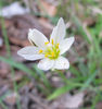 Nothoscordum_bivalve_2012_Mar_23_Wilmington_web_flower_close_up_resized