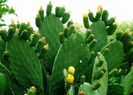 opuntia-ficus-indica