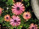 OSTEOSPERMUM NUANZA COOPER