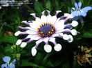 OSTEOSPERMUM SERENITY  WHITE BLISS