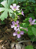 Oxalis_violacea_Wilmington_2012_April_22_020_web_resized