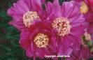 Paeonia%20lactiflora%20