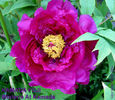 Paeonia_KamadaFuji_jv