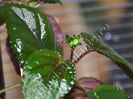Gloxinia Perennis - are cele mai stralucitoare frunze de geess