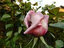 DSCN4322