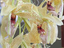 Stanhopea oculata indisponibila pe moment