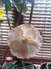 IMG_20131015_131946